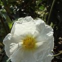 Cistus laurifolius fleur P19